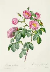 Rosa Mollissima, z „Les Roses” Claude